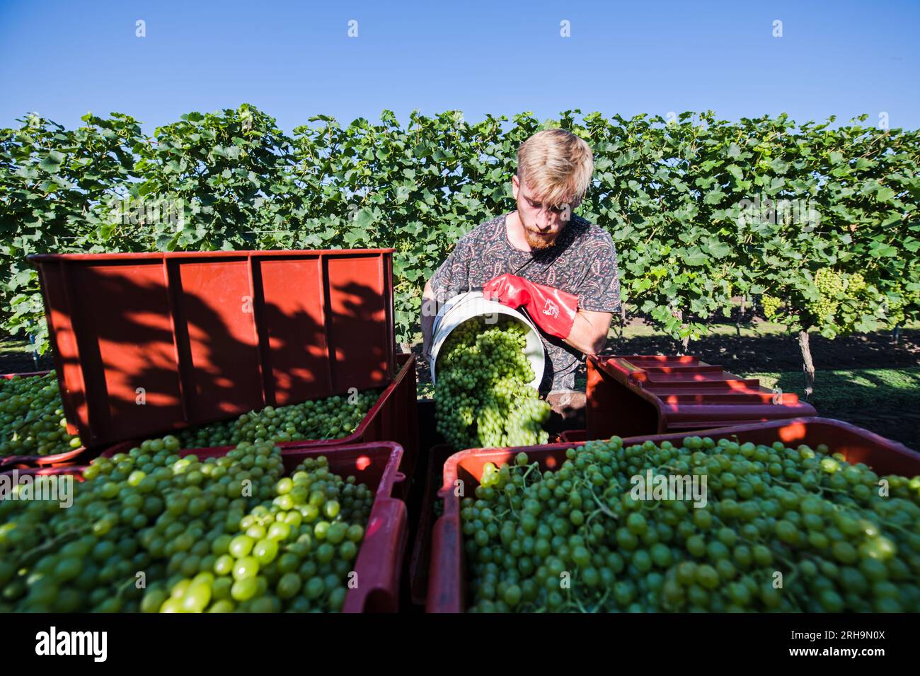 Uvaly Na Breclavsku, Czech Republic. 15th Aug, 2023. The first grapes of this year intended for processing into federweisser (burcak in Czech) began to be harvested August 15, 2023, in a vineyard near Uvaly na Breclavsku, Breclav district, Czech Republic. Credit: Patrik Uhlir/CTK Photo/Alamy Live News Stock Photo