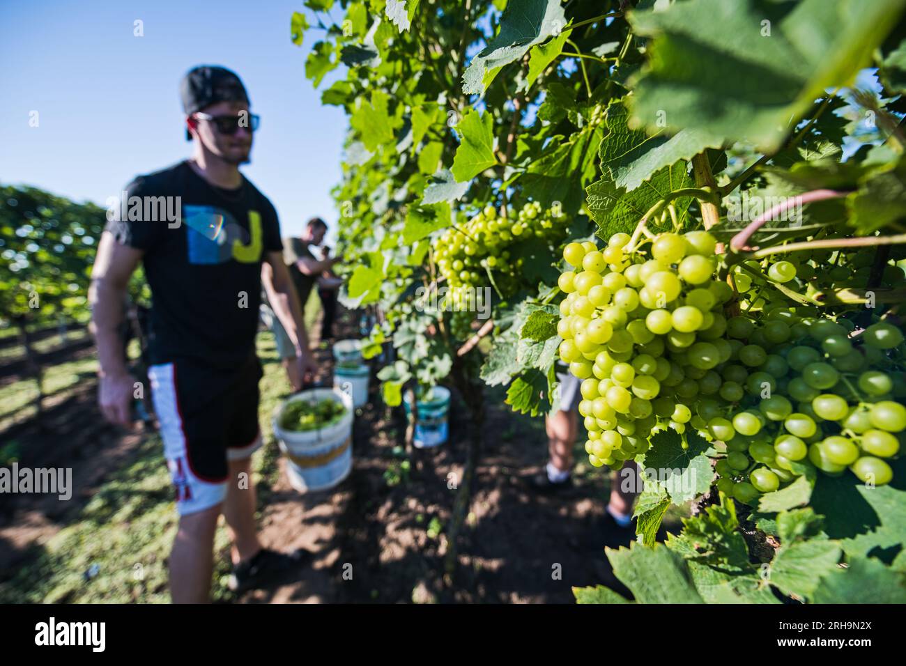 Uvaly Na Breclavsku, Czech Republic. 15th Aug, 2023. The first grapes of this year intended for processing into federweisser (burcak in Czech) began to be harvested August 15, 2023, in a vineyard near Uvaly na Breclavsku, Breclav district, Czech Republic. Credit: Patrik Uhlir/CTK Photo/Alamy Live News Stock Photo