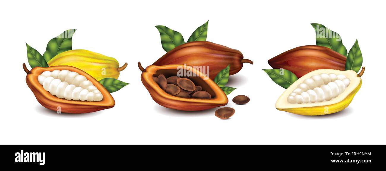 Dry and unripe cocoa pods with beans and green leaves realistic compositions set isolated vector illustration Stock Vector