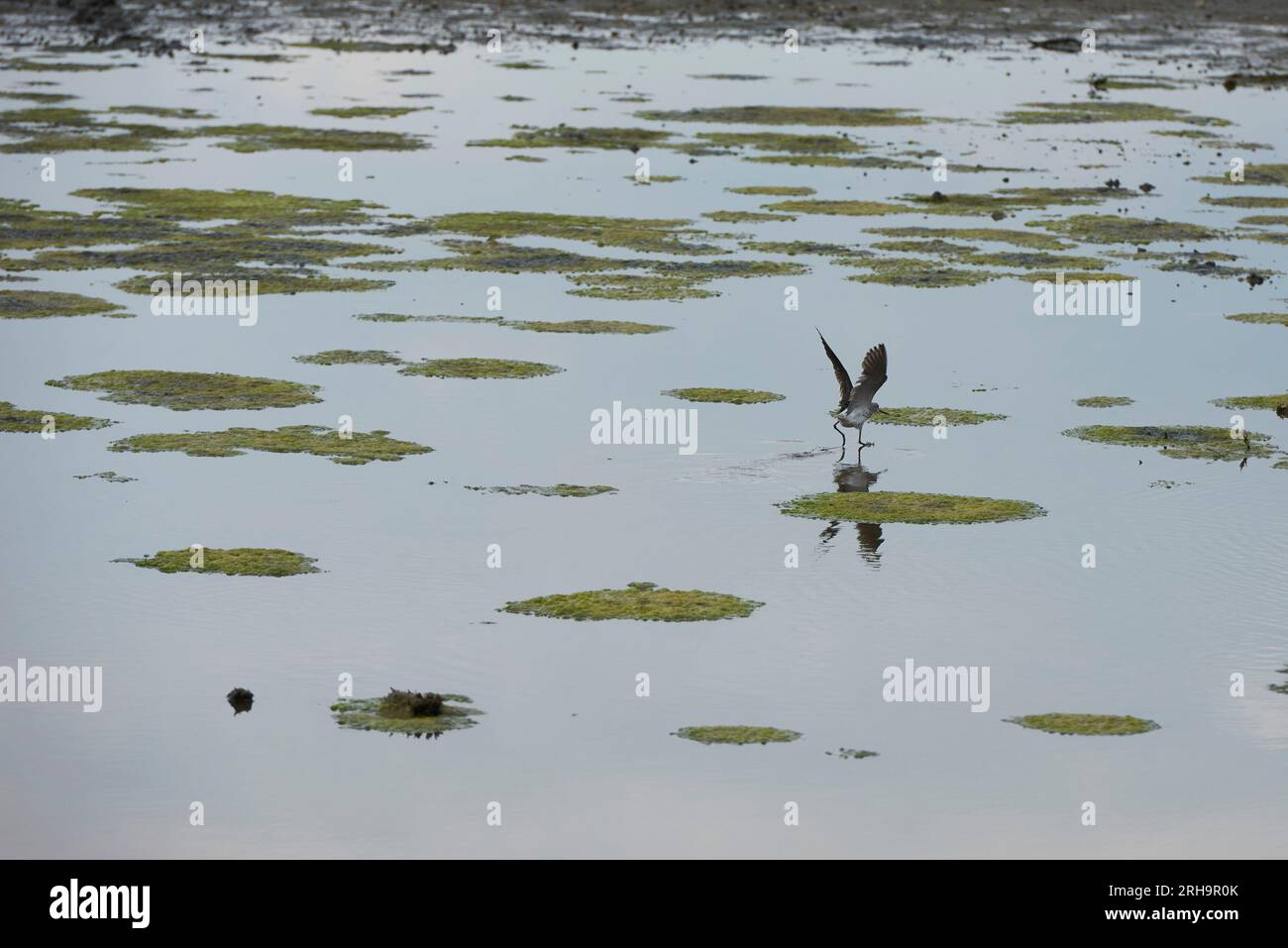 Preveza, Greece. 15th Aug, 2023. Migratory birds at the wetlands of Preveza. The Amvrakikos gulf is one of the biggest wetlands of Greece, covering some 400 square kilometers. (Credit Image: © Nikolas Georgiou/ZUMA Press Wire) EDITORIAL USAGE ONLY! Not for Commercial USAGE! Stock Photo
