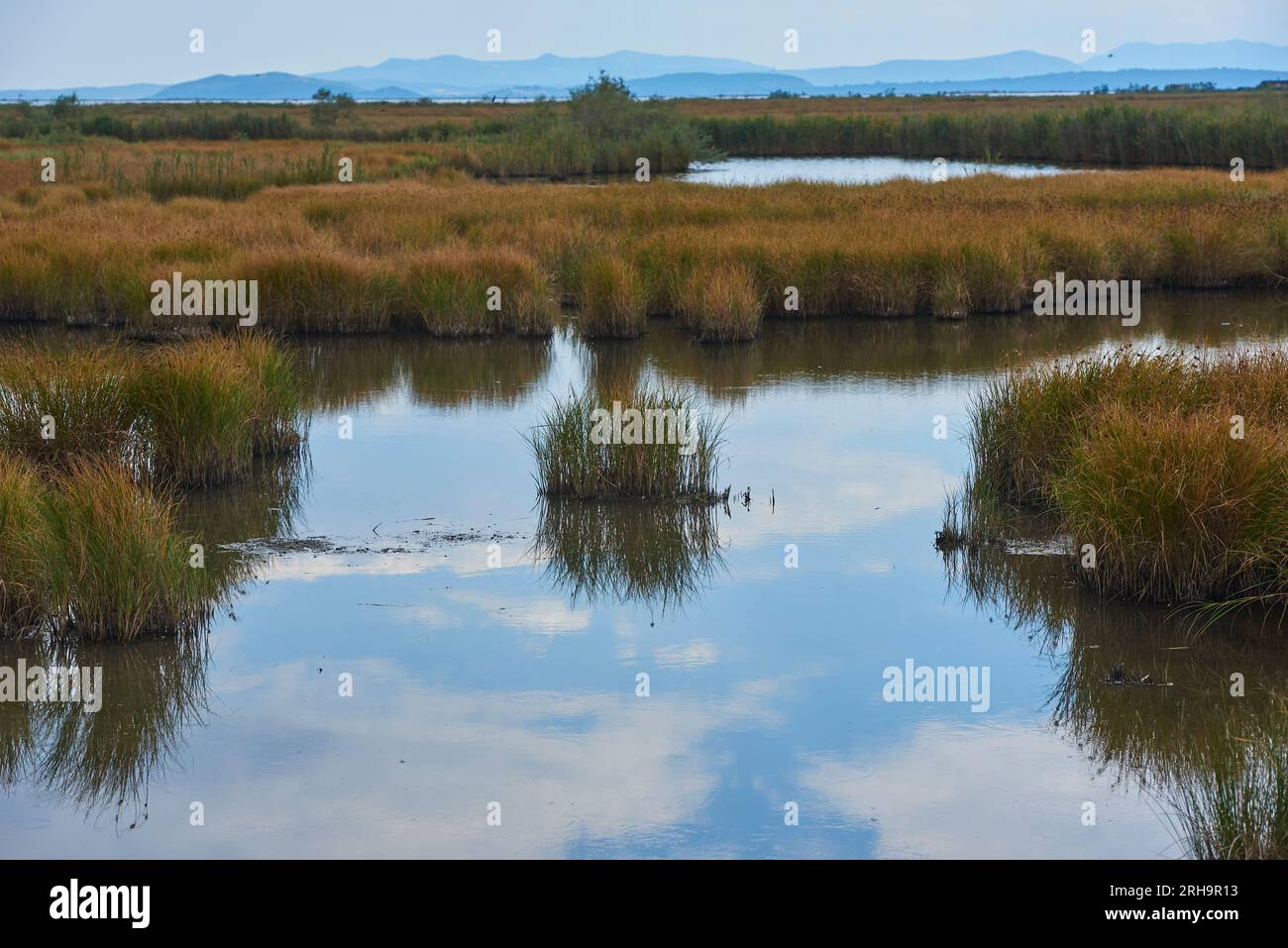 Preveza, Greece. 15th Aug, 2023. Migratory birds at the wetlands of Preveza. The Amvrakikos gulf is one of the biggest wetlands of Greece, covering some 400 square kilometers. (Credit Image: © Nikolas Georgiou/ZUMA Press Wire) EDITORIAL USAGE ONLY! Not for Commercial USAGE! Stock Photo