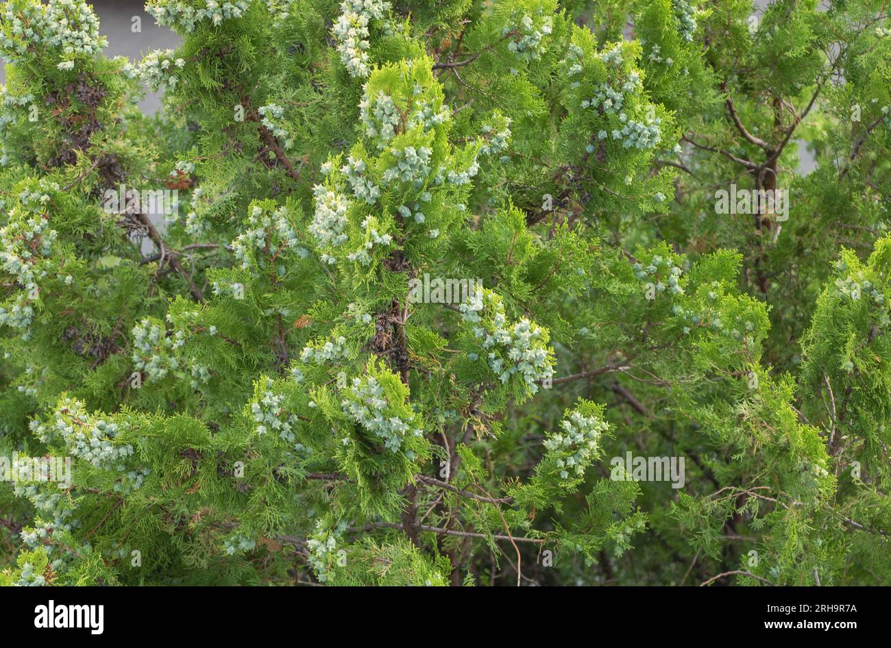 Green Platycladus orientalis branch close-up. Coniferous tree Stock Photo