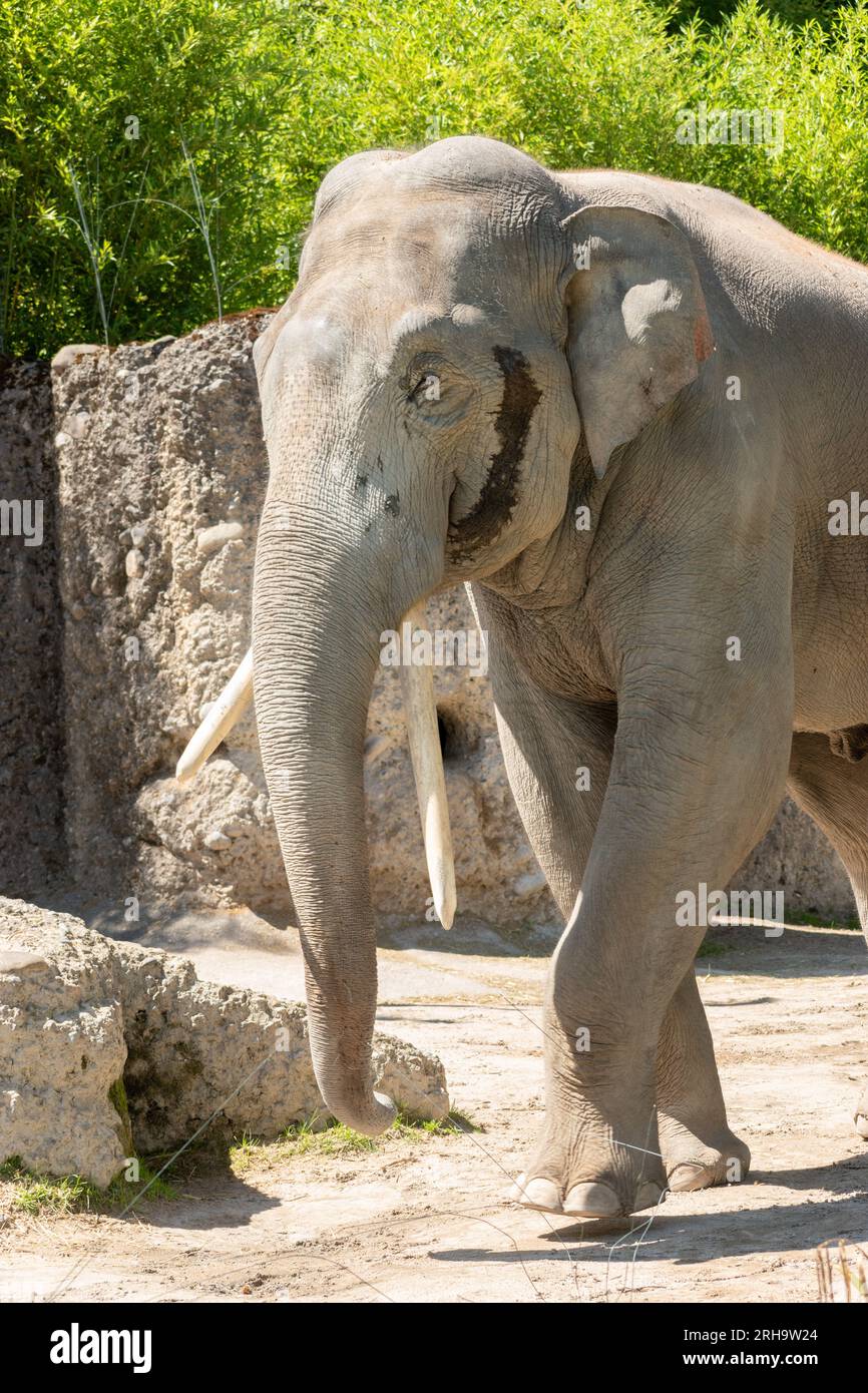 Zurich zoo elephant hi-res stock photography and images - Alamy