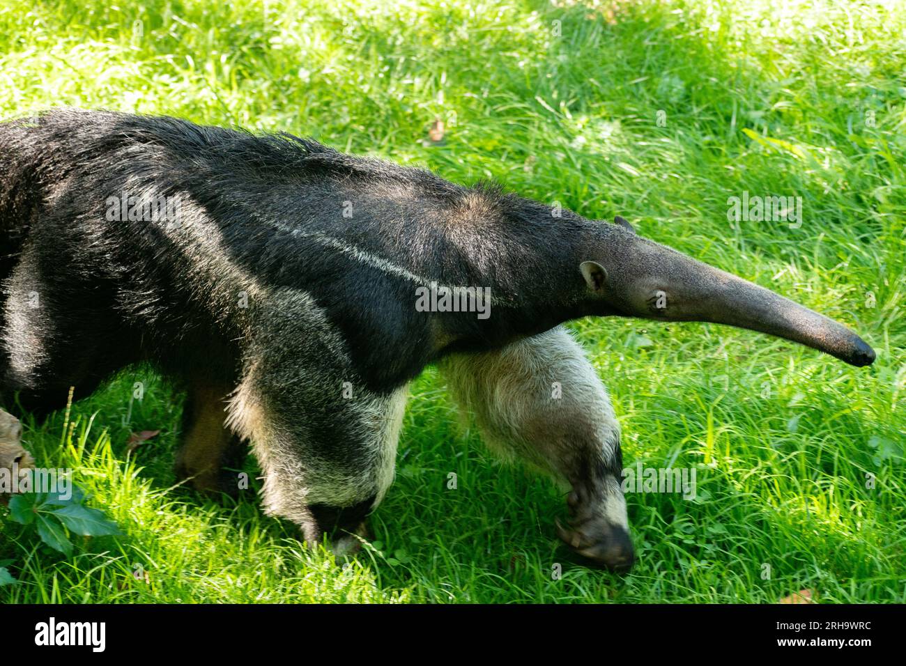 Zurich, Switzerland, August 3, 2023 Giant Anteater or Myrmecophaga Tridactyla on a sunny day at the zoo Stock Photo