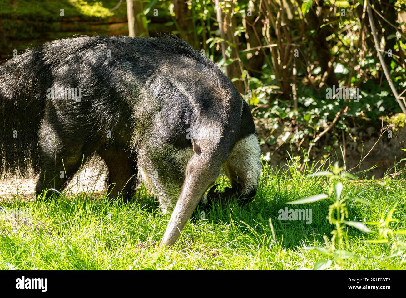 Zurich, Switzerland, August 3, 2023 Giant Anteater or Myrmecophaga Tridactyla on a sunny day at the zoo Stock Photo