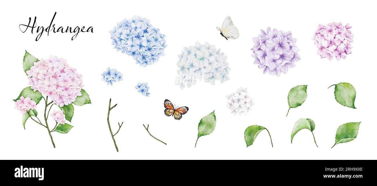 Set of elements hand-painted watercolor with multicolored bouquets, stems and leaves of hydrangea bouquets and butterfly. Vector isolated on white bac Stock Vector