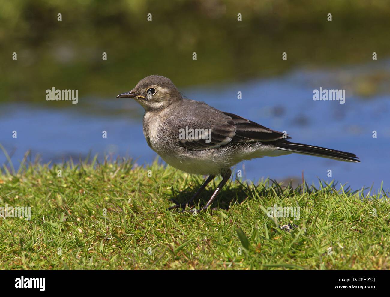 Pied Wagtail (Motacilla alba yarrellii) juvenile standing on grassy bank by pond  Eccles-on-Sea, Norfolk, UK.           May Stock Photo