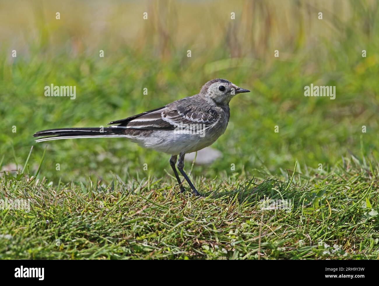 Pied Wagtail (Motacilla alba yarrellii) juvenile male standing on grassy bank by pond  Eccles-on-Sea, Norfolk, UK.           August Stock Photo