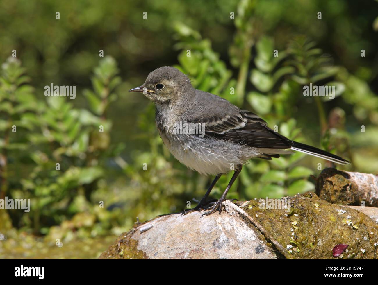 Pied Wagtail (Motacilla alba yarrellii) juvenile standing on rock by pond  Eccles-on-Sea, Norfolk, UK.            May Stock Photo
