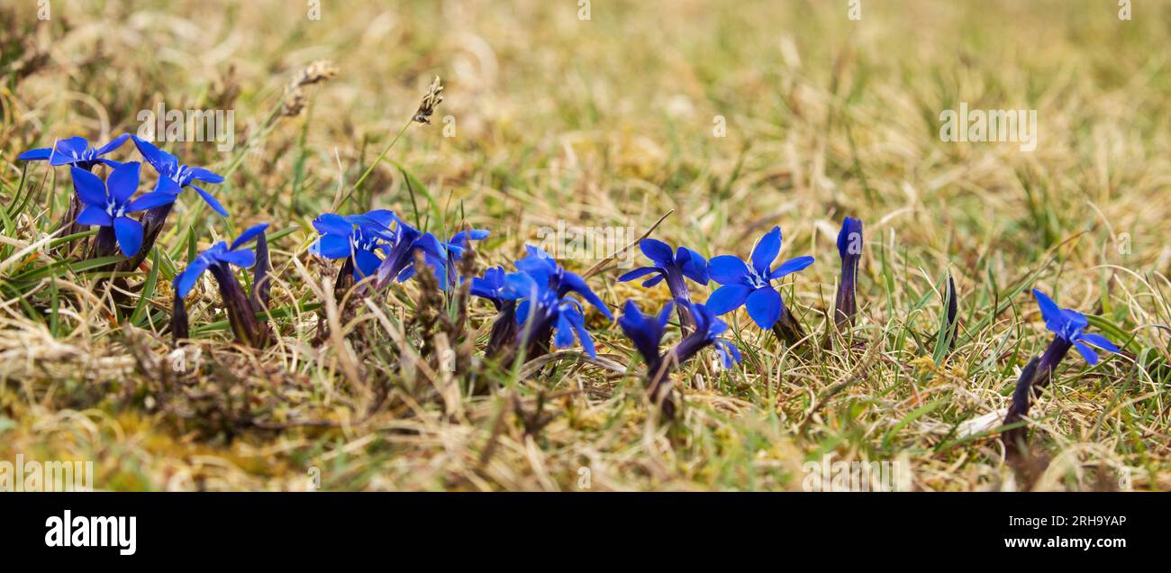 Intense blue gentians flowering on the calcium rich grass of sugar limestone at Cow Green Reservoir on the River Tees, Upper Teesdale, County Durham Stock Photo