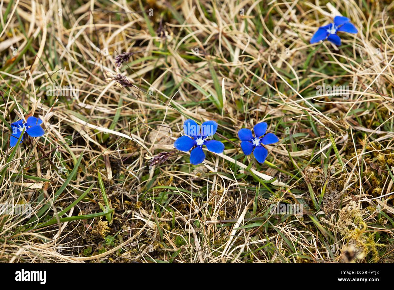Intense blue gentians flowering on the calcium rich grass of sugar limestone at Cow Green Reservoir on the River Tees, Upper Teesdale, County Durham Stock Photo