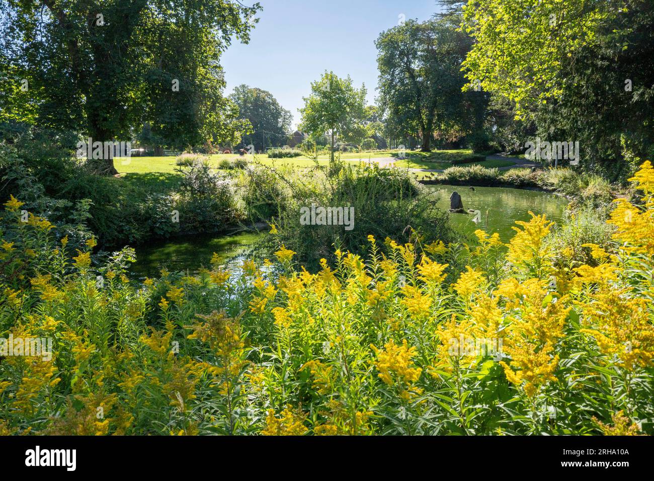 Halstead Public Gardens Stock Photo - Alamy