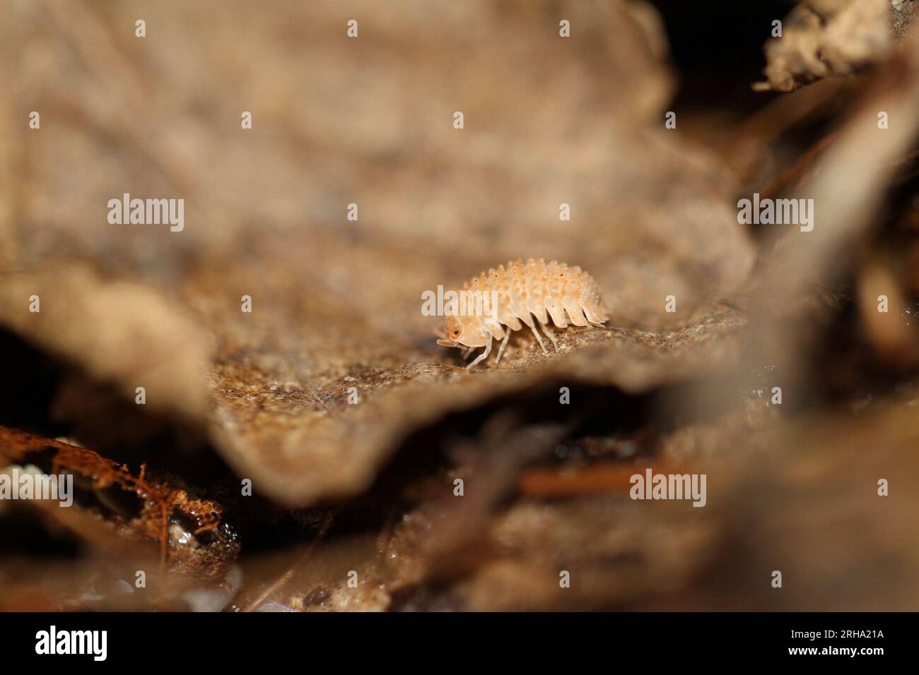 isopods woodlouse pill bugs cristarmadillidium muricatum Stock Photo ...
