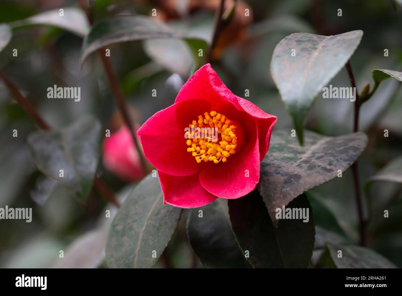 Blossom of red camelia japonica, Uso Otome variety, lpetal camellia, japanese camellia. Stock Photo