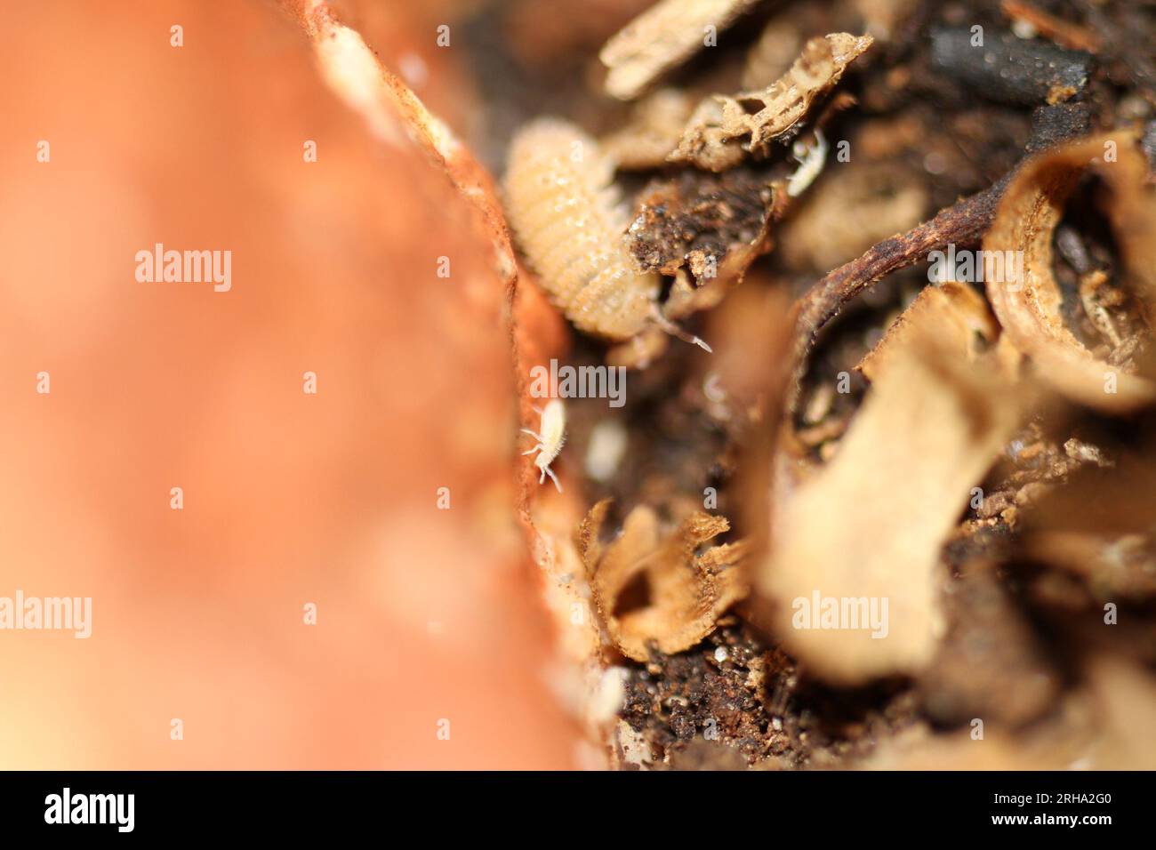 isopods woodlouse pill bugs cristarmadillidium muricatum Stock Photo