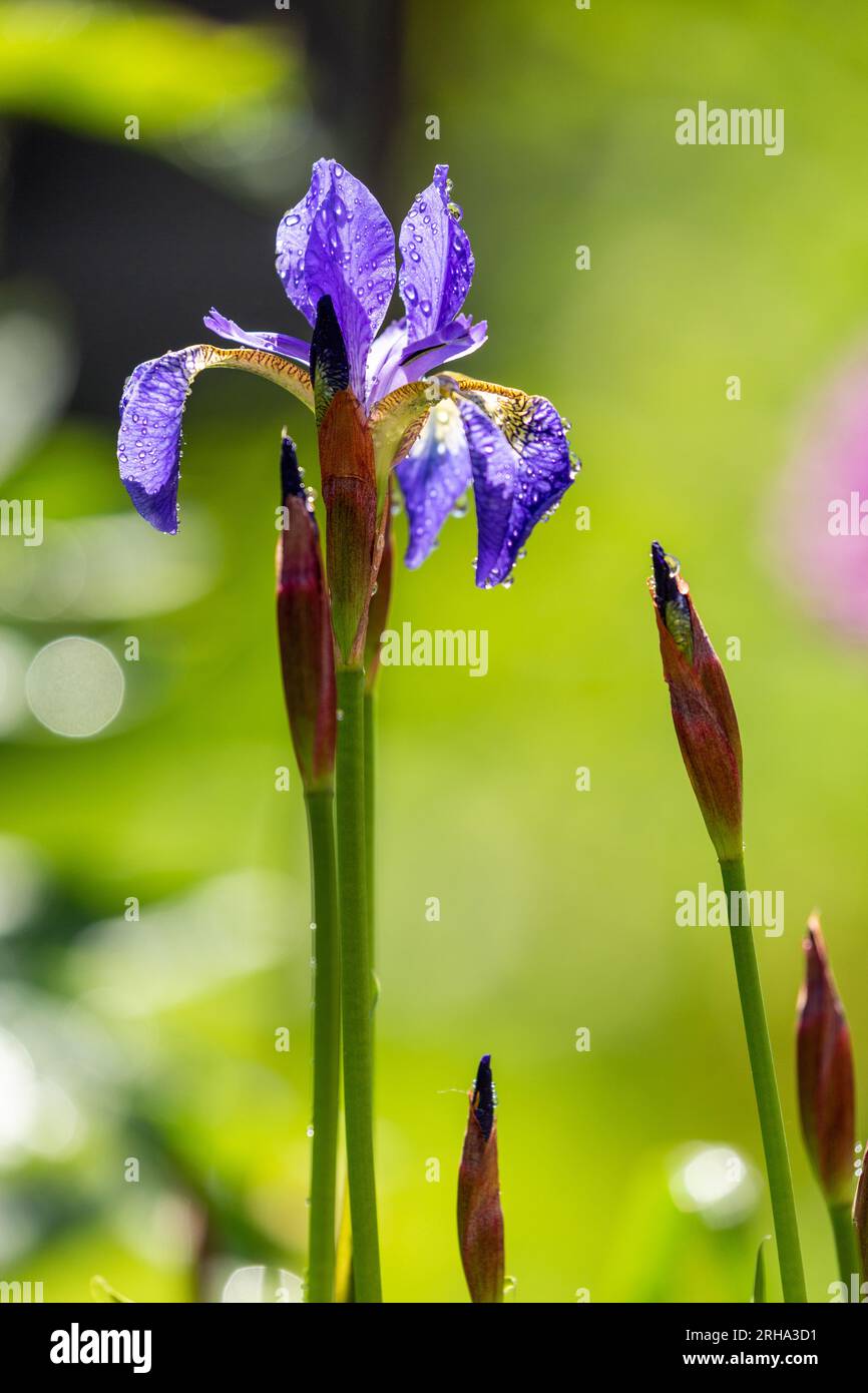Close up of a blue iris flower Stock Photo