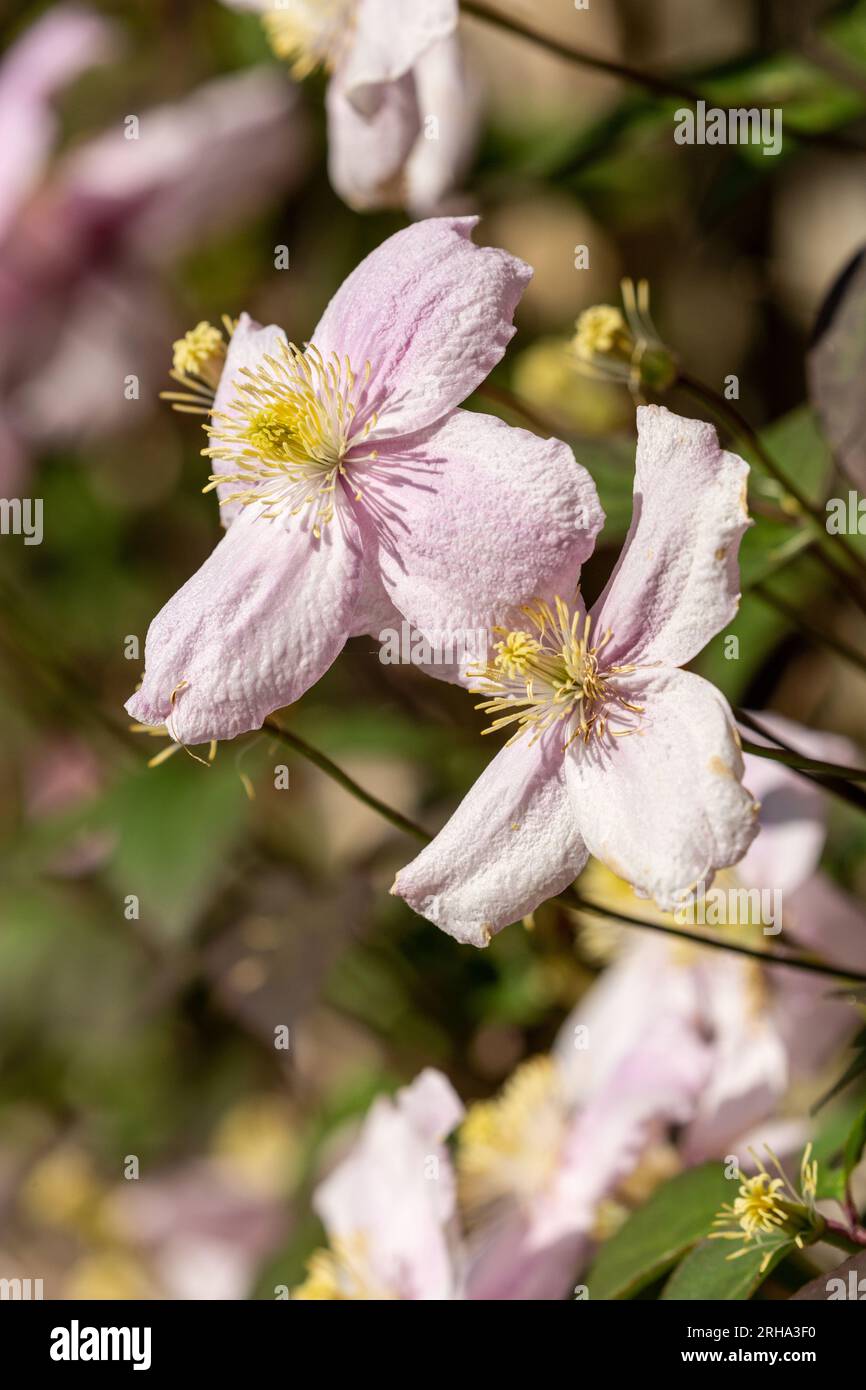 Pink Clematis in flower in May Stock Photo