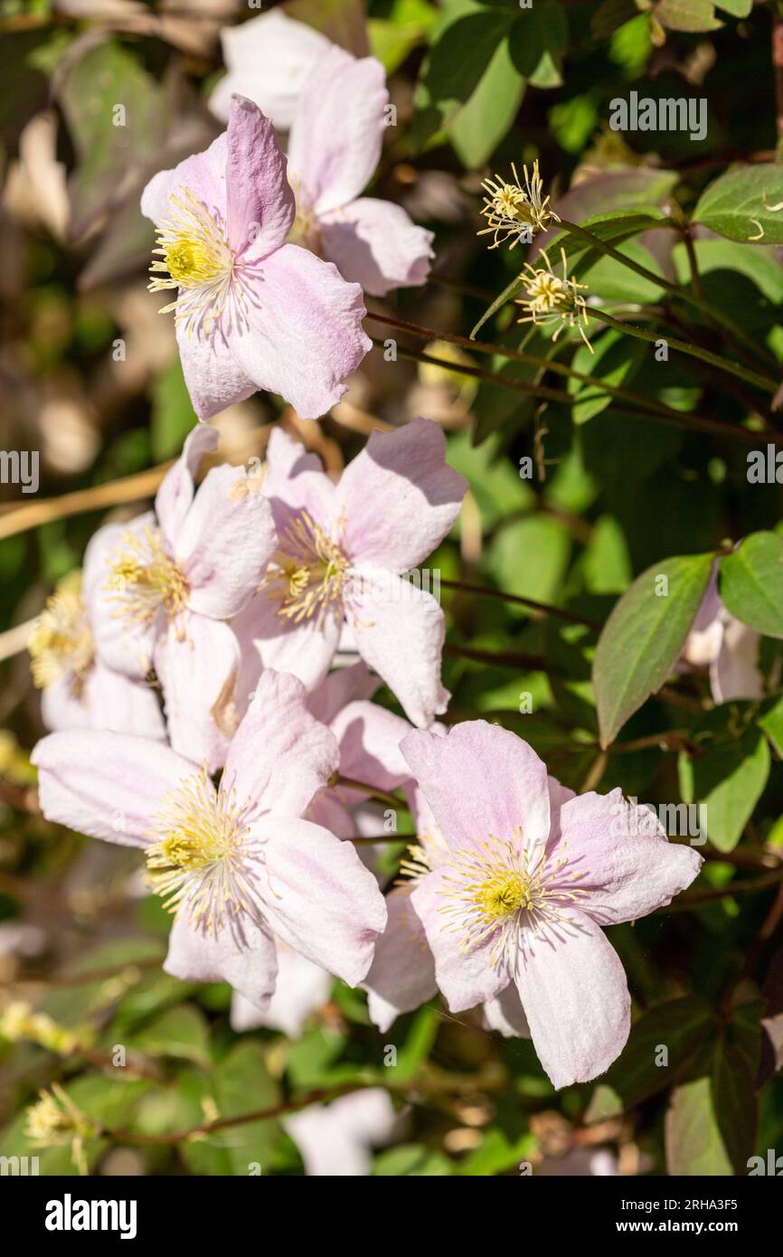 Pink Clematis in flower in May Stock Photo