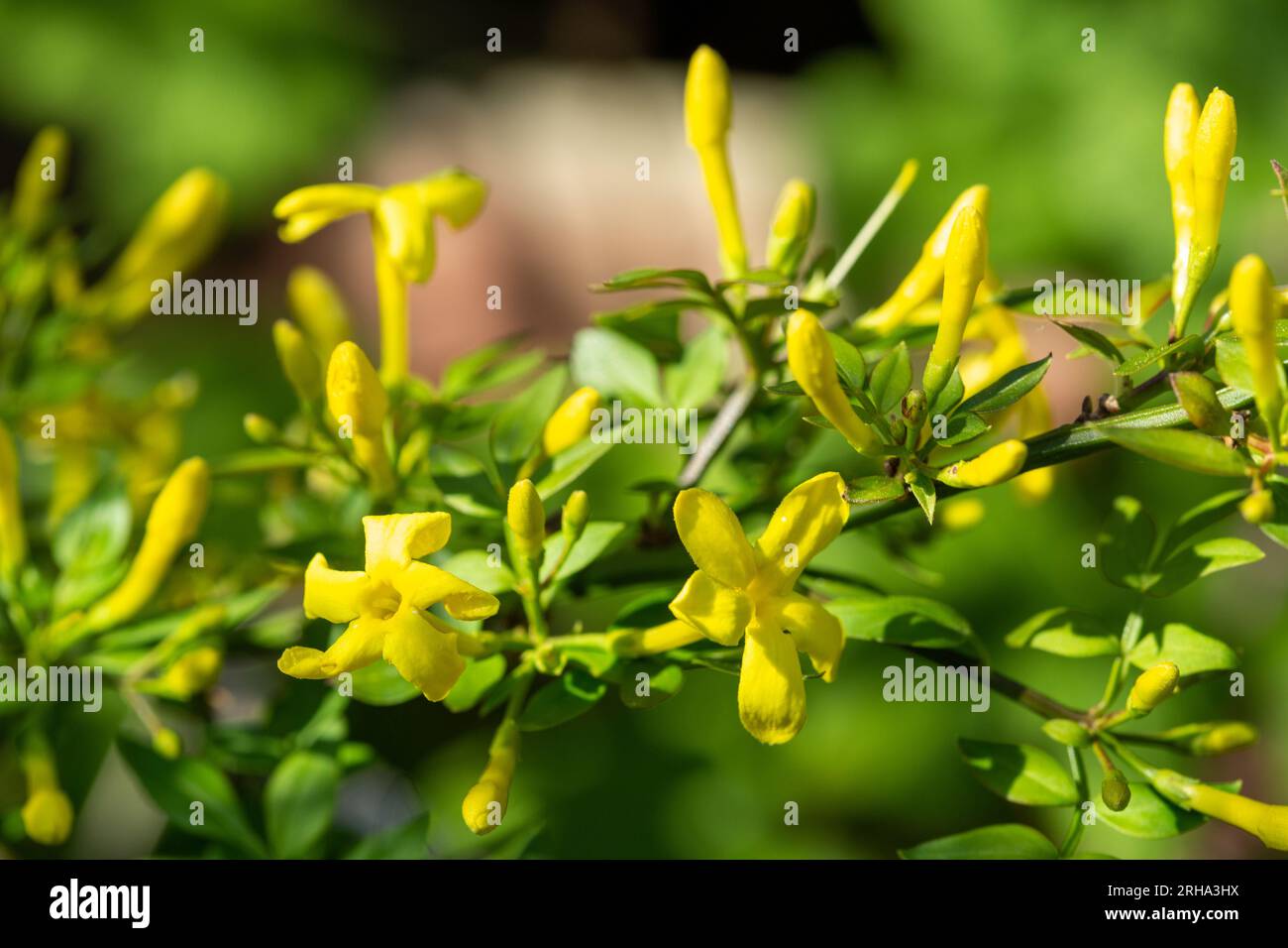 Common yellow jasmine Stock Photo Alamy