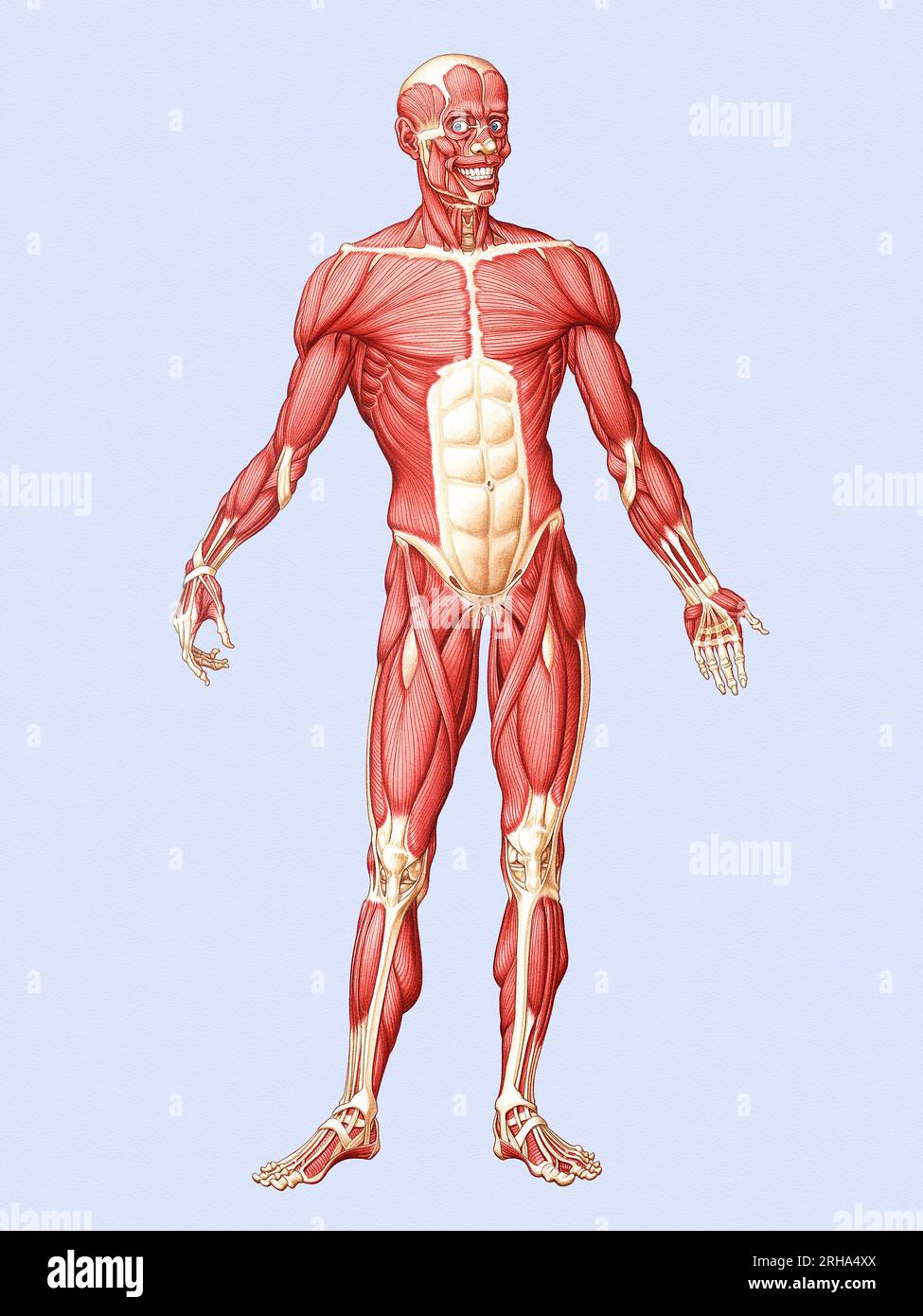 Medical Illustration of Human Muscles Stock Photo Alamy