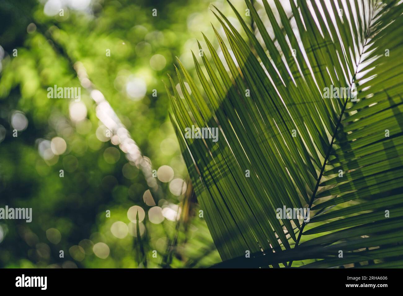 Close up shot of palm leaf with green nature background. Jungle ...