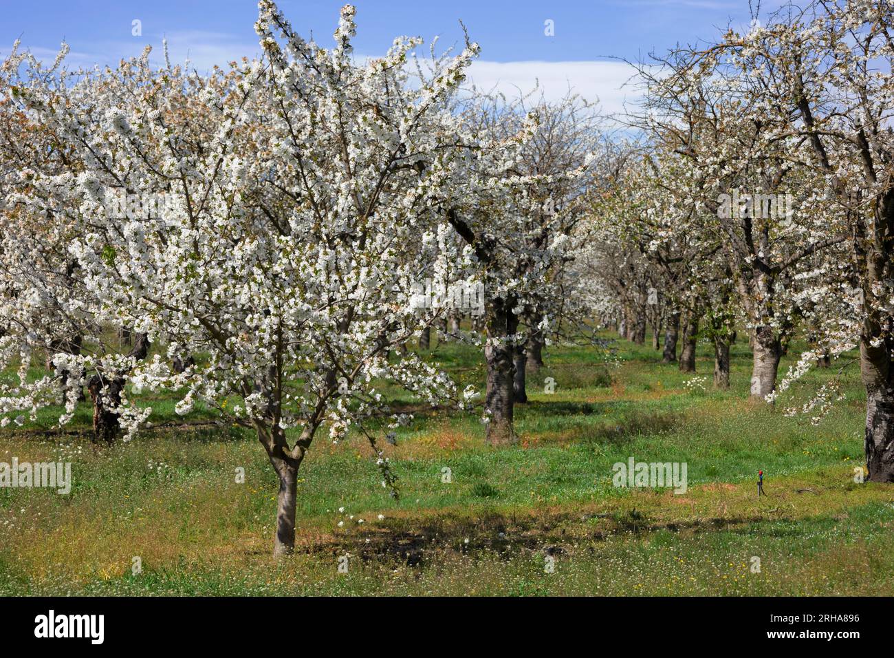 Cherry trees blooming hi-res stock photography and images - Alamy