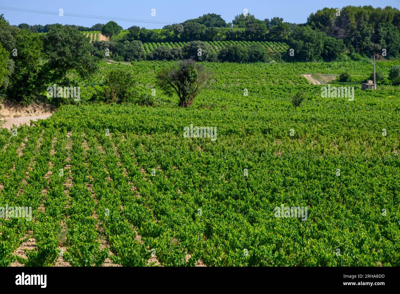 Vineyards of Chateauneuf du Pape appelation with grapes growing on ...