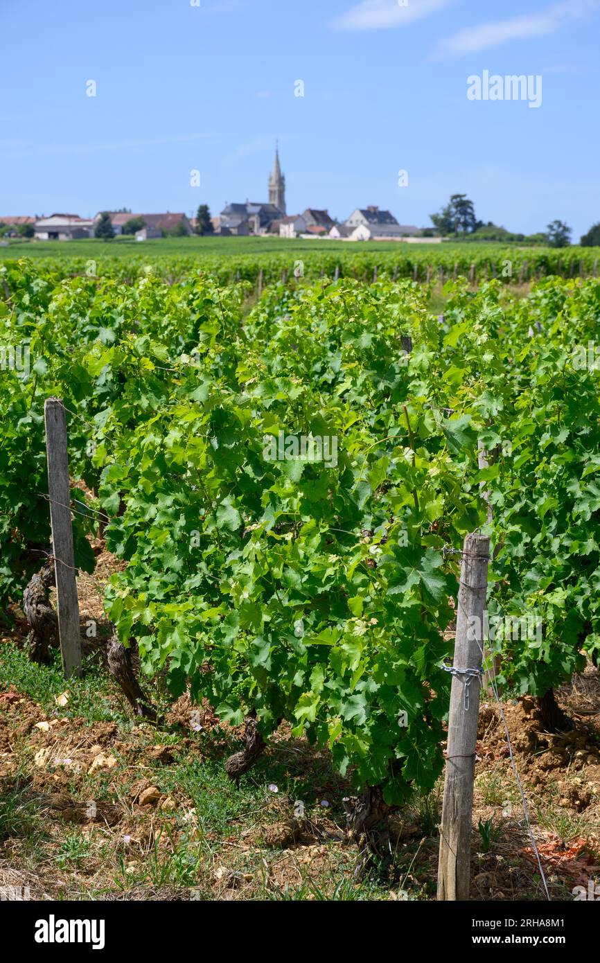 Vineyards of Pouilly-Fume appellation, making of dry white wine from sauvignon blanc grapes growing on different types of soils, France Stock Photo