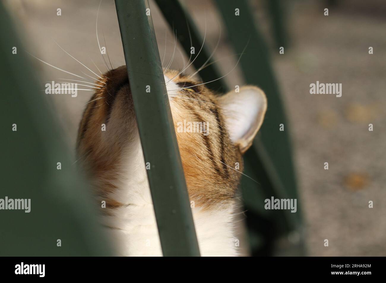 Tabby kittens playing outside hi-res stock photography and images - Alamy