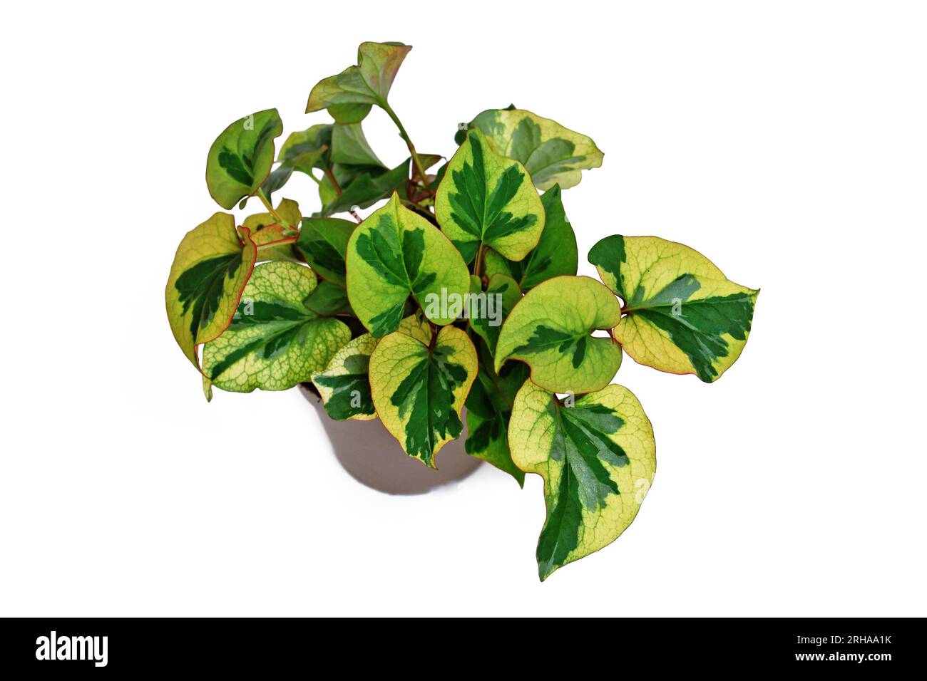 Multicolored 'Houttuynia Cordata Chameleon' plant in flower pot on white background Stock Photo