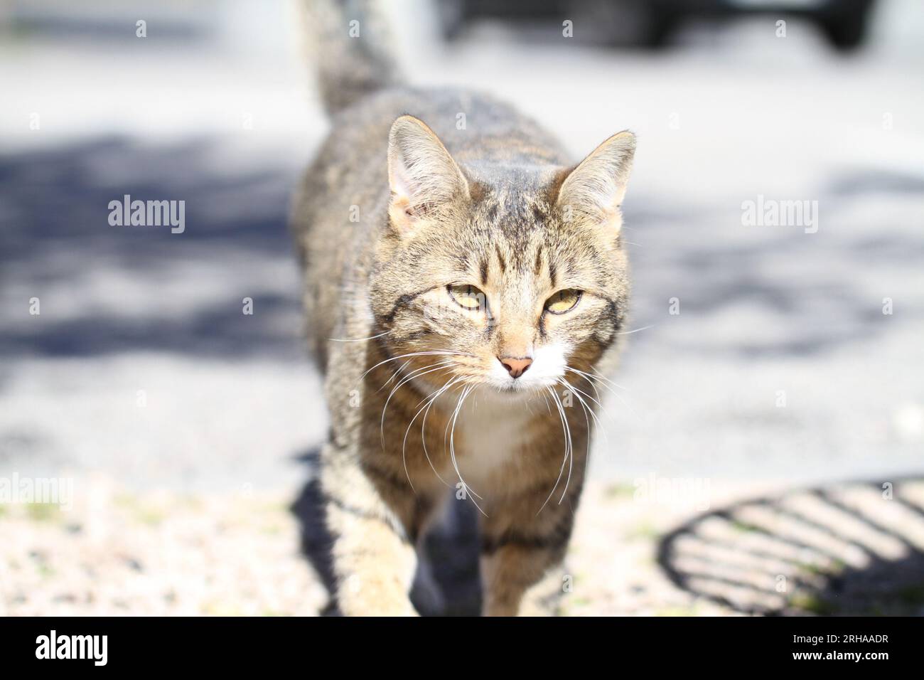 Tabby kittens playing outside hi-res stock photography and images - Alamy