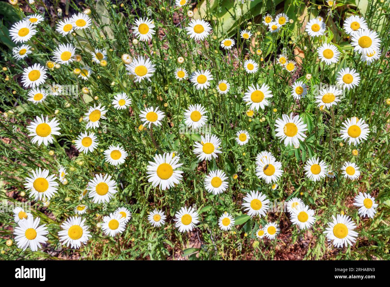 White chamomiles on green grass Stock Photo