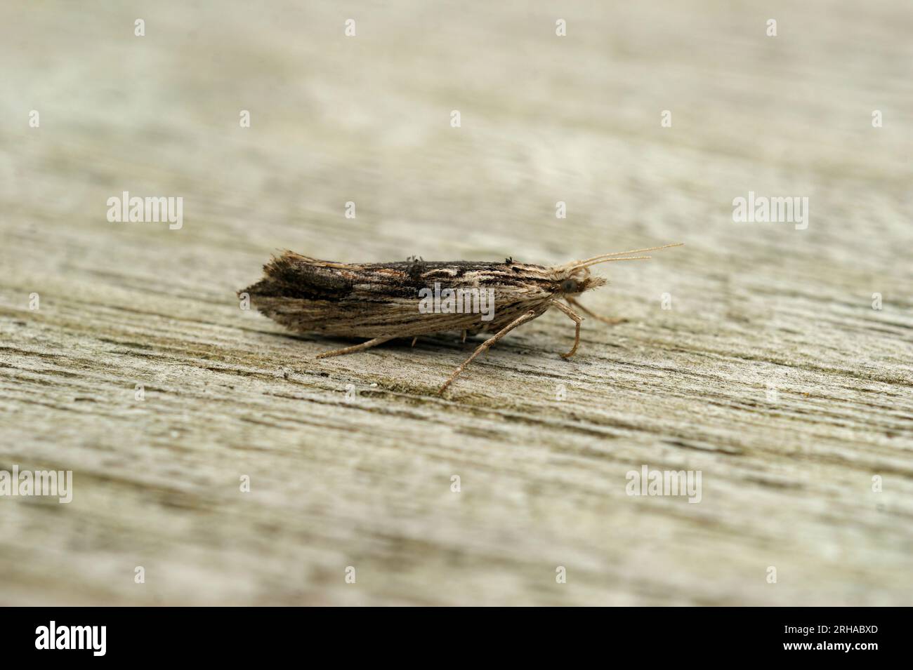 Detailed closeup on he small  wainscot hooktip or smudge micro moth, Ypsolopha scabrella sitting on wood Stock Photo