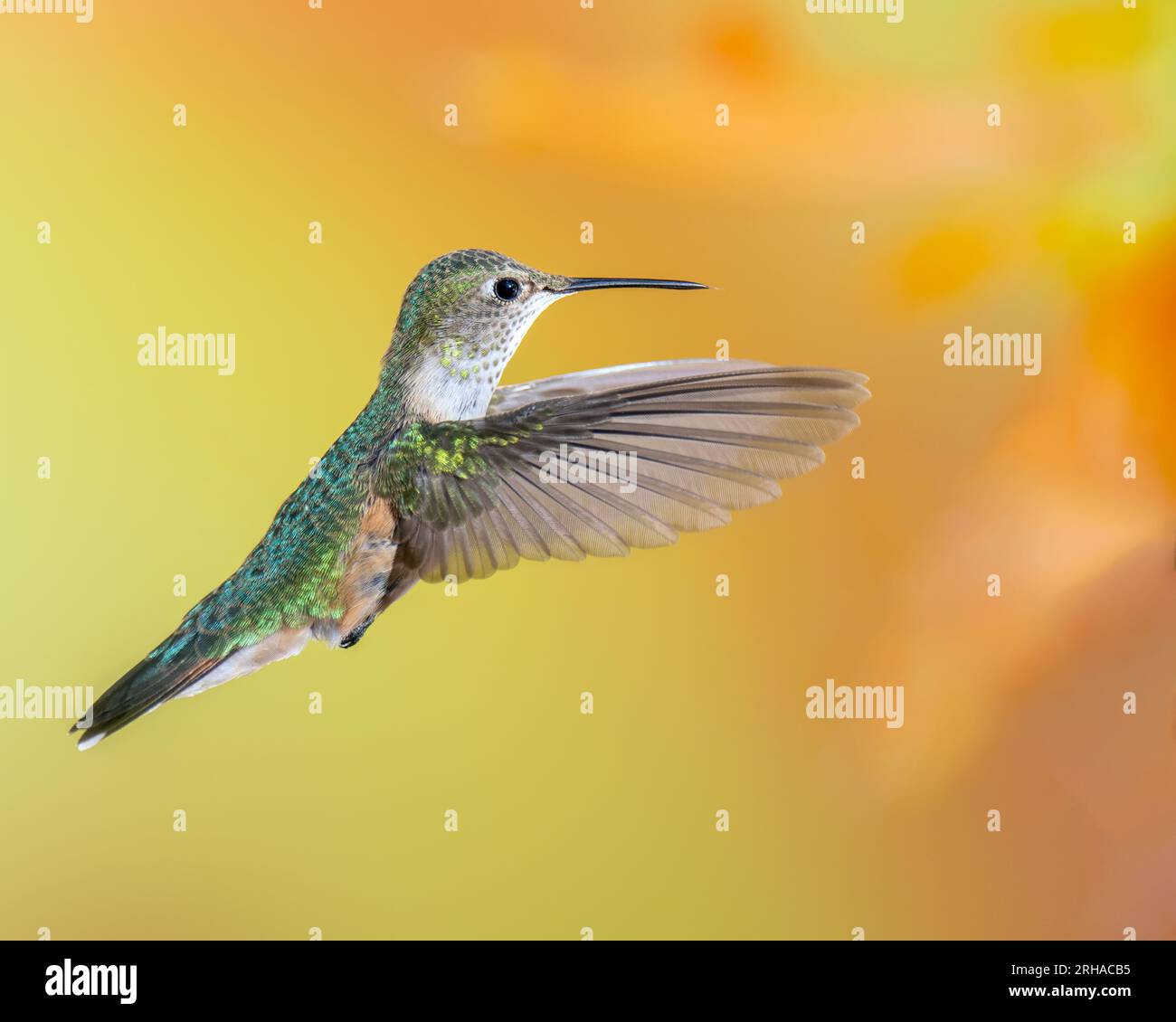 Broad-Tailed Hummingbird in Flight, Female or Immature Male Stock Photo