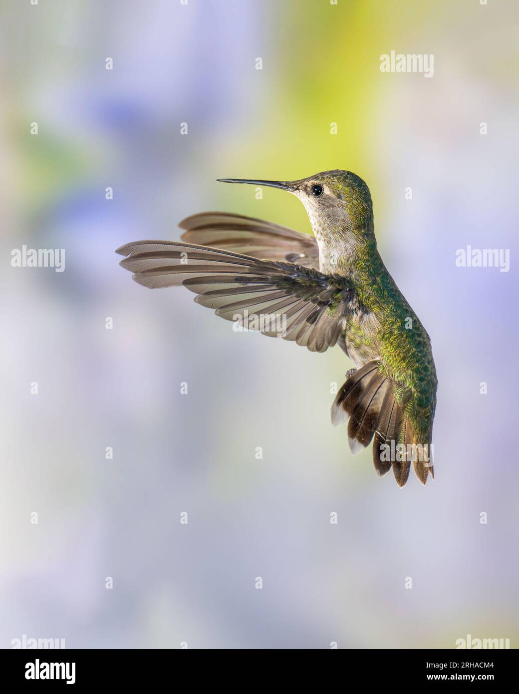 Hummingbird in Flight on Green and Violet Background, Female or Immature Male Stock Photo