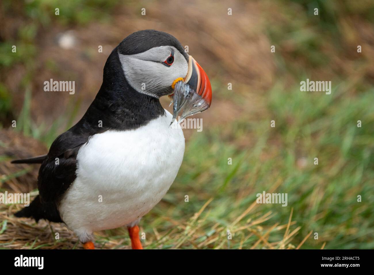 Atlantic puffin with a mouthful of fish freshly caught in Iceland Stock Photo