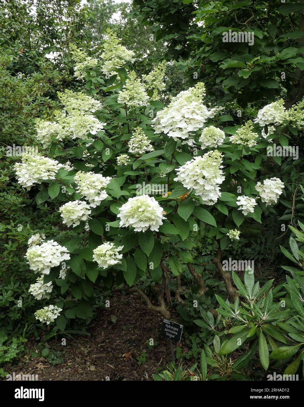 Closeup of the loose white flower conical flower heads of hydrangea