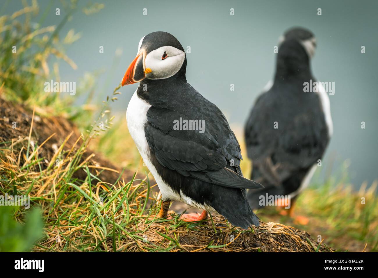 Colorful puffins on rock hi-res stock photography and images - Alamy