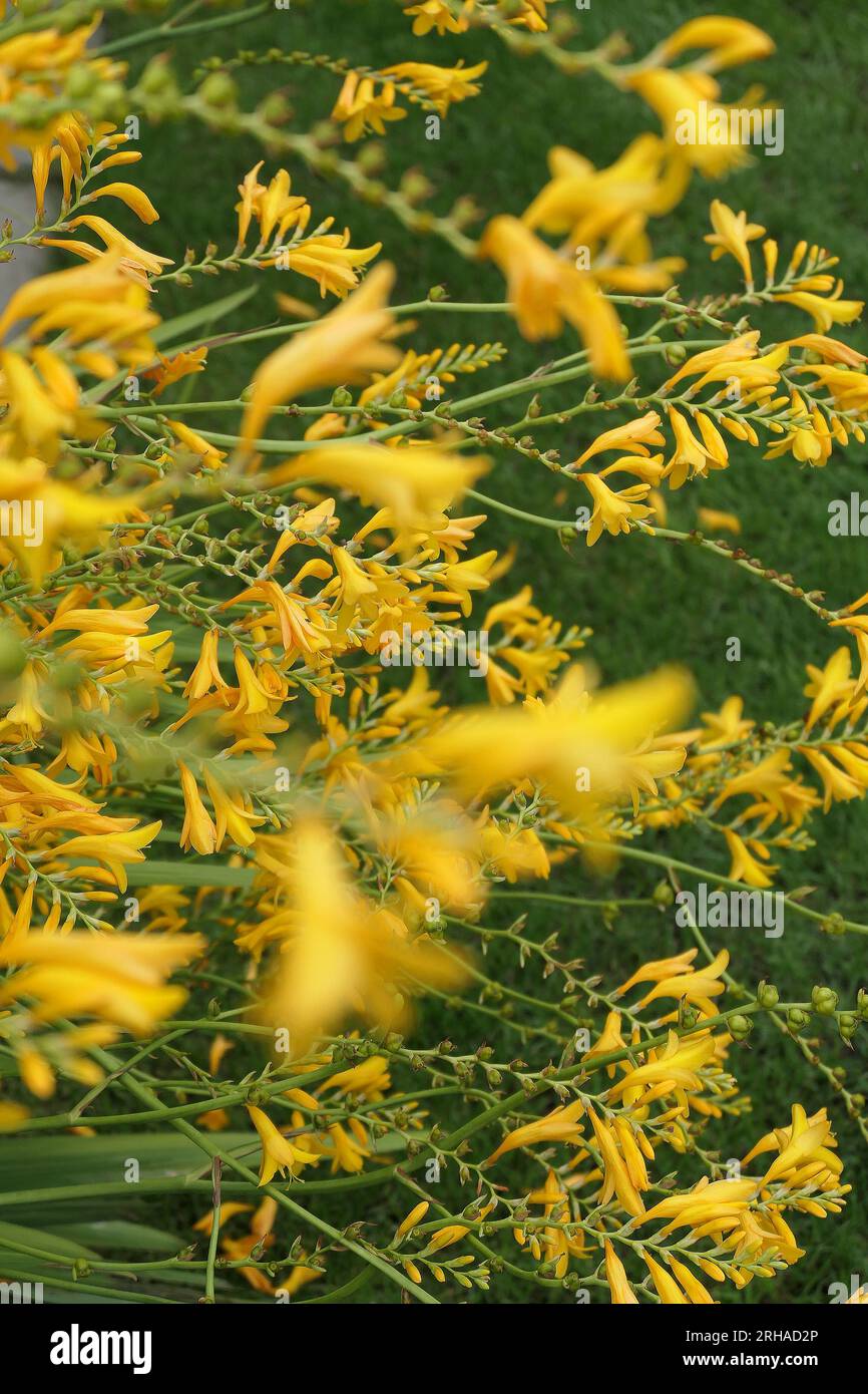 Closeup of the yellow flowers of the summer flowering herbaceous perennial garden plant Crocosmia Suzanna or Montbretia. Stock Photo