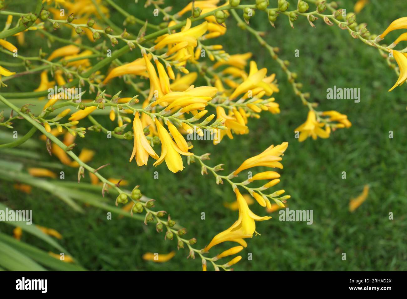 Closeup of the yellow flowers of the summer flowering herbaceous perennial garden plant Crocosmia Suzanna or Montbretia. Stock Photo