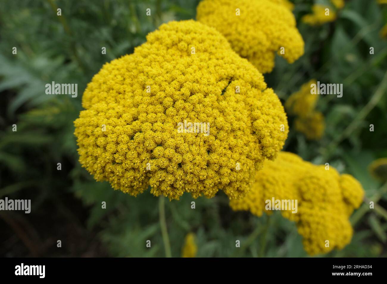 Closeup of the yellow flower head of the summer flowering herbaceous perennial garden plant achillea filipendulina parker's variety. Stock Photo