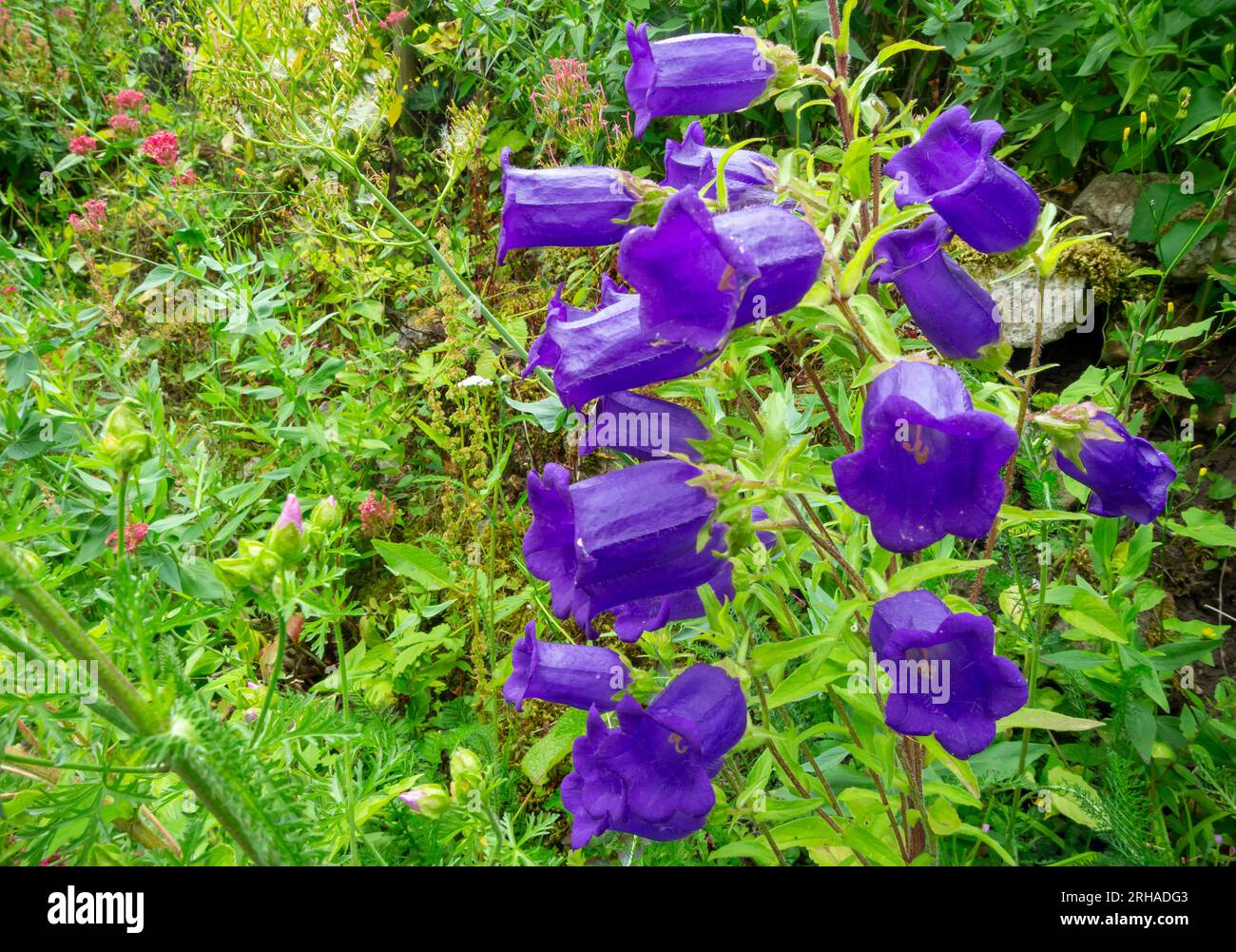 Close up view of purple Campanula or bellflower part of the Campanulaceae family of flowering plants seen in a cottage garden in summer. Stock Photo