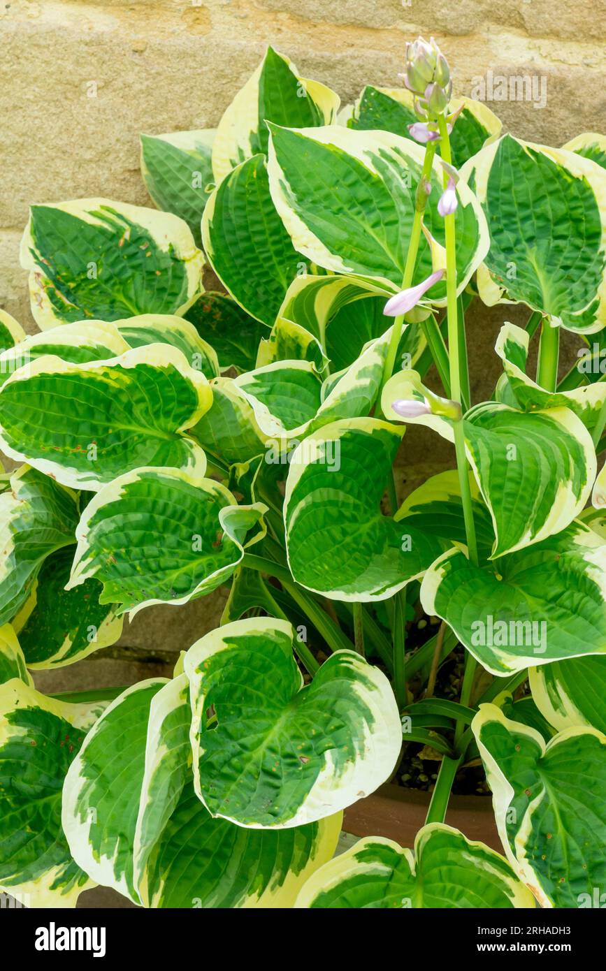 Leaves of hosta plant Agavoideae an herbaceous perennial plant native to north east Asia cultivated as shade-tolerant plants, on a patio with wall. Stock Photo