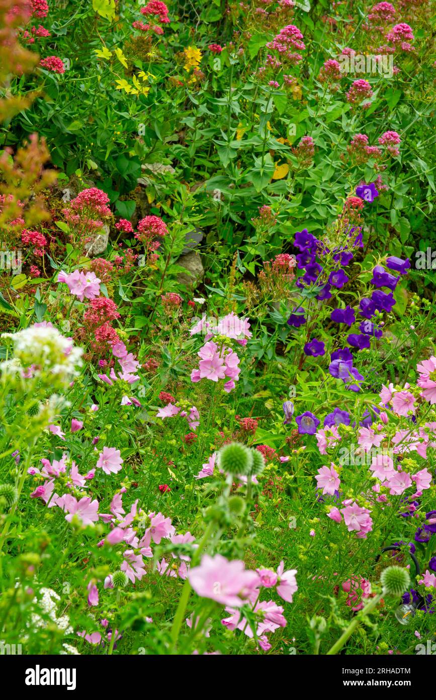 Cottage garden with border plants including mallow or malva and campanula or bellflowers in