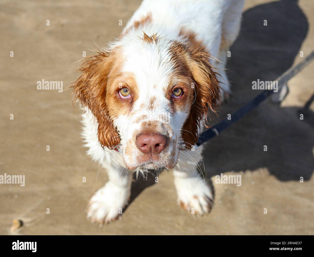 Working Clumber Spaniel Puppy on North Yorkshire Beach Stock Photo