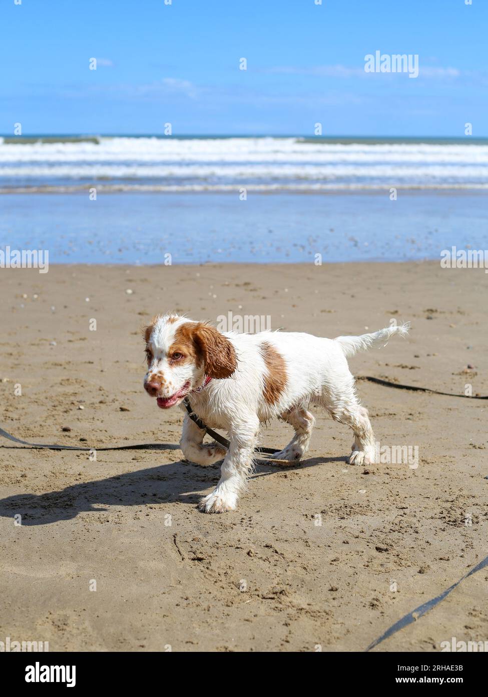 Working Clumber Spaniel Puppy on North Yorkshire Beach Stock Photo