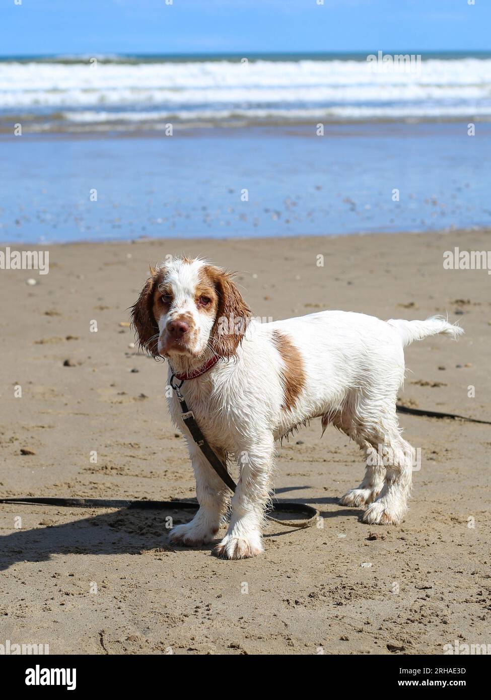 Working Clumber Spaniel Puppy on North Yorkshire Beach Stock Photo