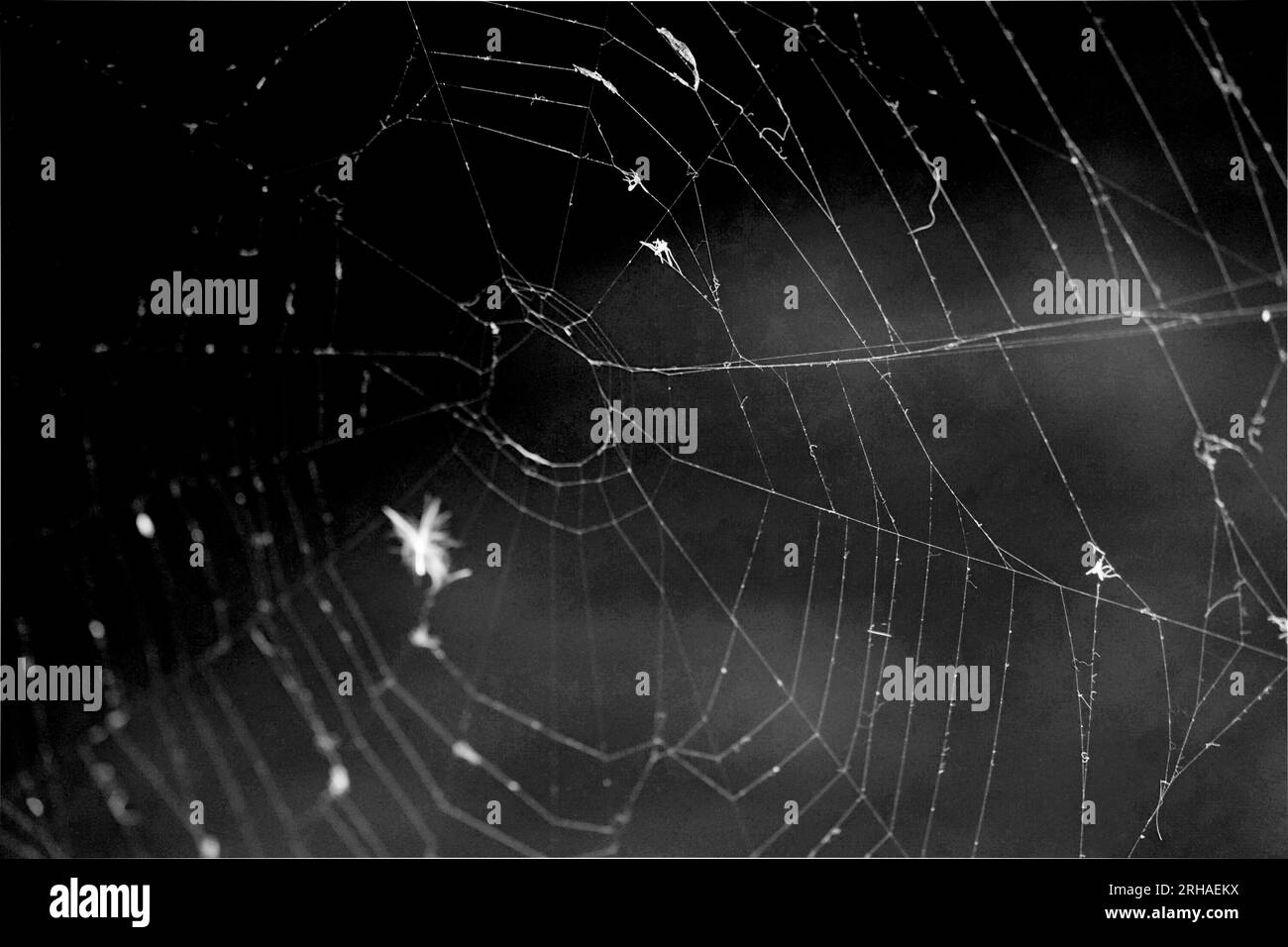 Triangle horror cobweb or spider web on black background,horizontal photo Stock Photo