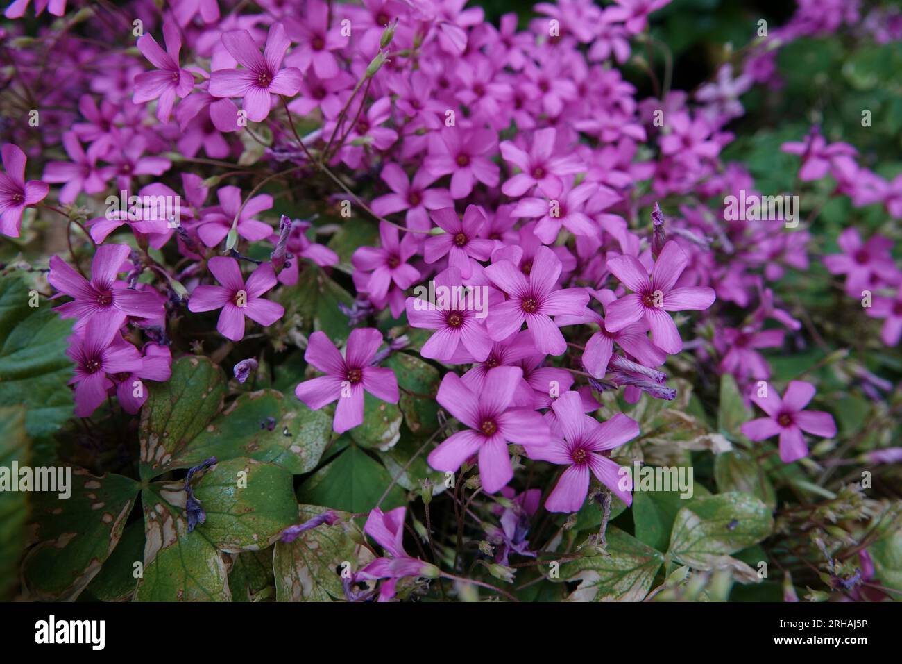 Detailed colorful closeup on the serasonal flowering pink sorrel, Oxalis articulata Stock Photo