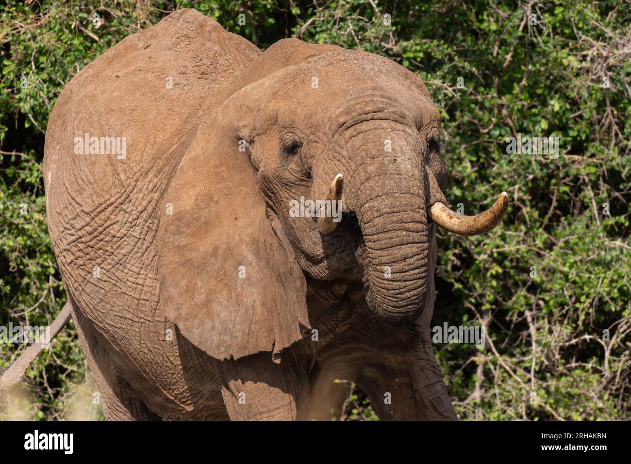 African elephant, Loxodonta africana,  Elephantidae, Samburu Game Reserve, Kenya, Africa Stock Photo